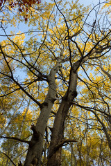 trees with yellow leaves fall landscape