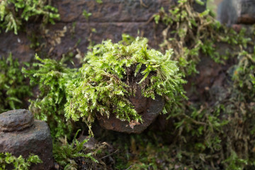 moss on railroad track