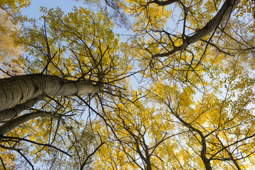 yellow leaves on trees in forest, autumn  landscape