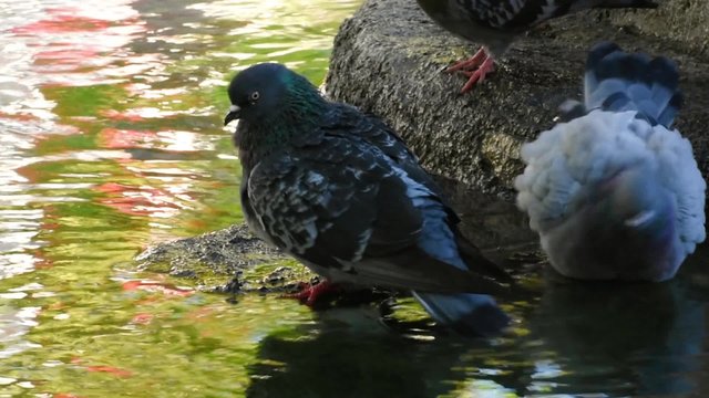 Pigeons cleaning near pool and drinking water.