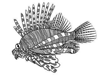 Digital drawing zentangle lion fish for coloring book,tattoo,shirt design, logo and so on