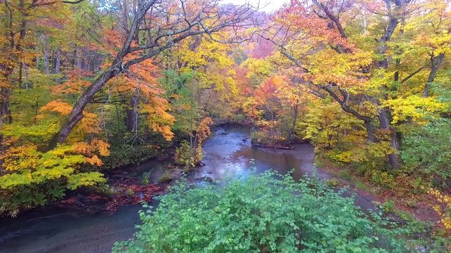 奥入瀬渓流の紅葉