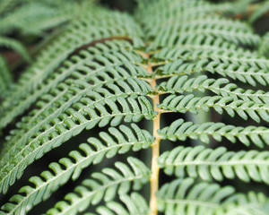 Tree Fern Fronds 2
