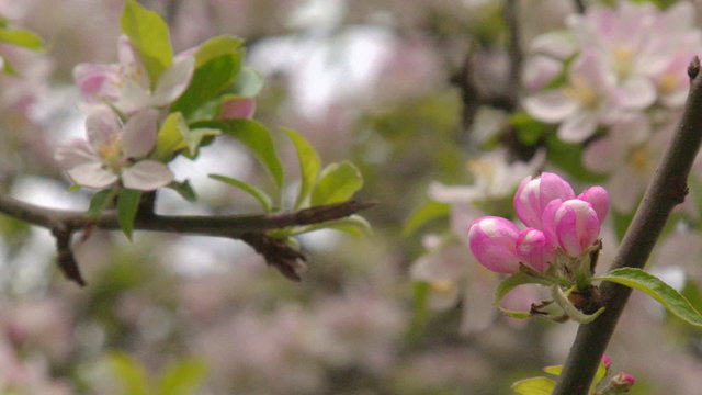 Spring peach blossom