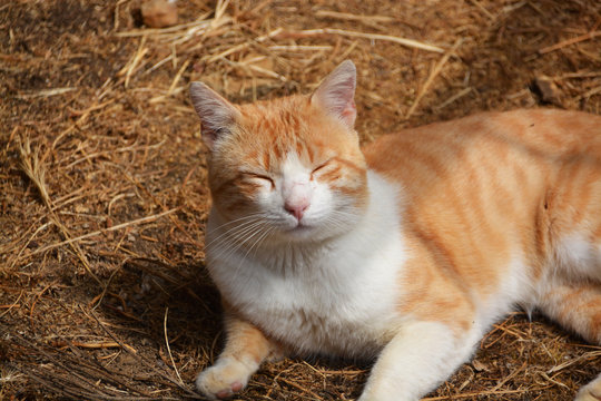 gato siamés naranja y blanco