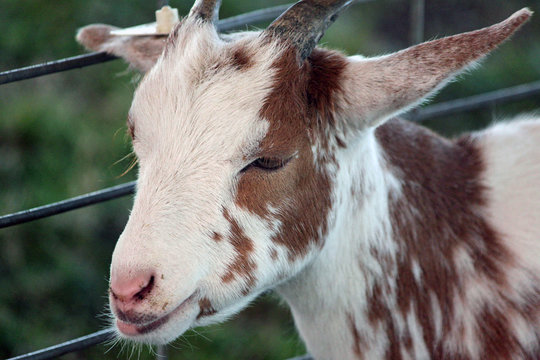 Brown And White Billy Goat At The Fair