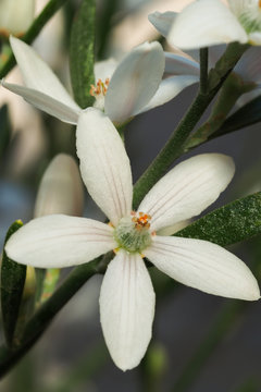 Wax Flower
Pholitheca myoporoides