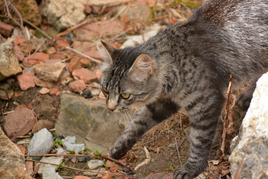 gato montes cazando - Powered by Adobe