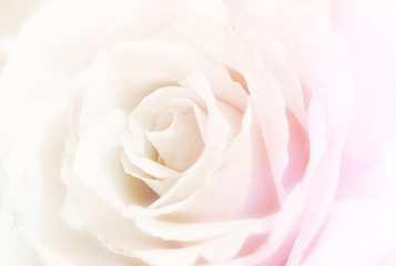 Colorful rose on soft background