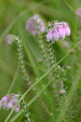 Glockenheide, Moorglockenheide, Eica tetralix