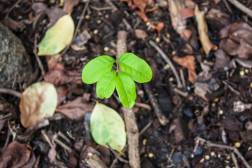 Green sprout growing from seed