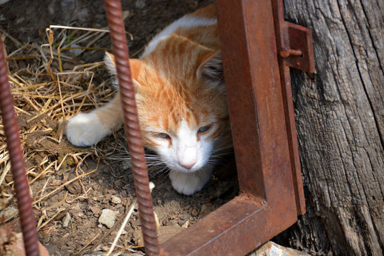 gato siamés naranja y blanco