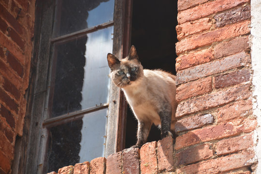 gato salvaje en una ventana
