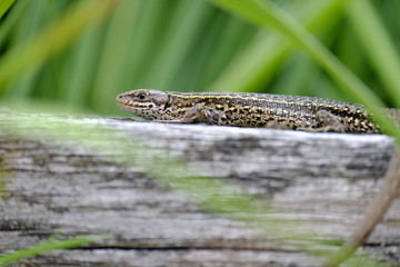 Waldeidechse, Zootoca vivipara, Lacerta vivipara, Bergeidechse,