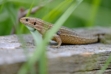 Waldeidechse, Zootoca vivipara, Lacerta vivipara, Bergeidechse,