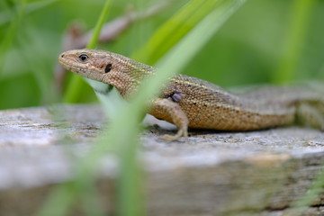 Waldeidechse, Zootoca vivipara, Lacerta vivipara, Bergeidechse,
