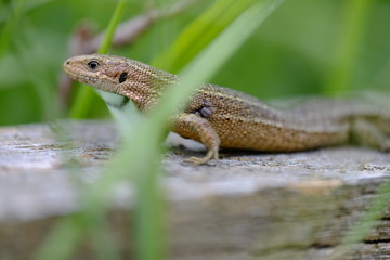 Waldeidechse, Zootoca vivipara, Lacerta vivipara, Bergeidechse,