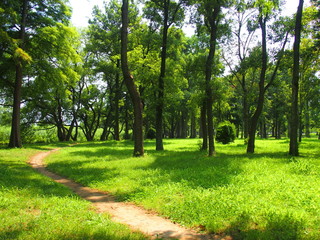 公園の緑陰風景