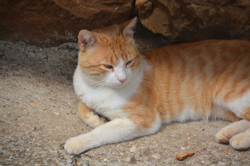 gato siamés naranja y blanco
