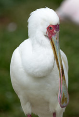 African Spoonbill (Platalea alba) close-up
