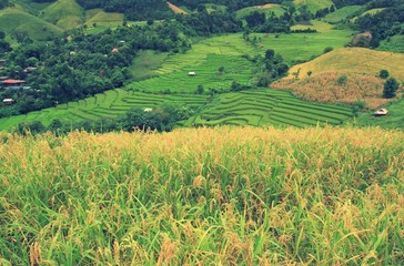 corn fields and green rice field in Pa Pong Pieng © pimonpim