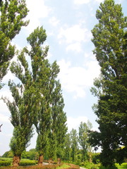 Obraz premium 夏のポプラ並木