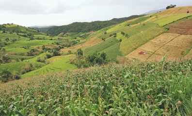 corn fields and green rice field in Pa Pong Pieng © pimonpim