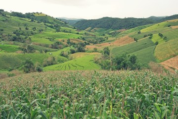 corn fields and green rice field in Pa Pong Pieng © pimonpim