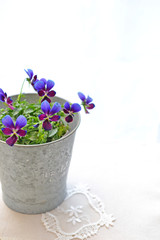 ブリキポットのビオラ