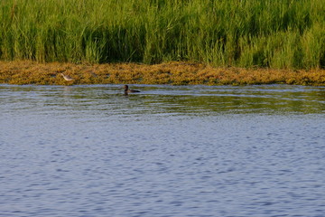 Leybucht bei Greetsiel, Ostfriesland, Niedersachsen, Deutschland