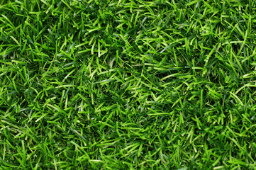 green grass field background