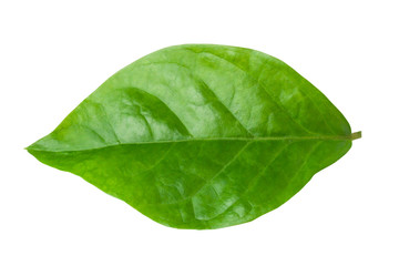 Obraz premium Jasmine Leaf Isolated on White Background with Clipping Path