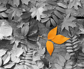 Orange leaf amongst black and white autumn leaves