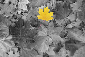 Yellow maple leaf amongst black and white autumn leaves