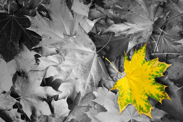 Yellow maple leaf amongst black and white autumn leaves