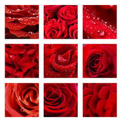 Collage with beautiful red roses