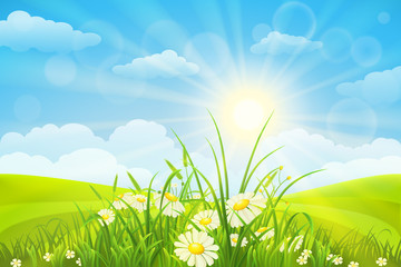 Obraz premium Nature meadow background with flowers, grass, sky and sun