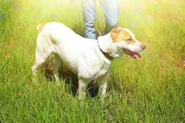 Funny big alabai dog and owner, outdoors