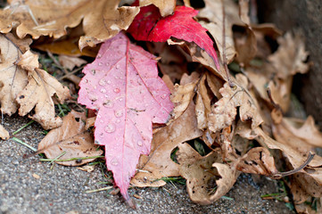 Brown leaves and two red leaves, one with rain drops on the back.