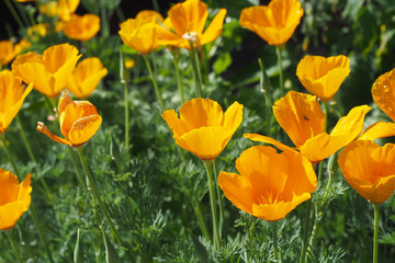 California Poppies Golden Orange