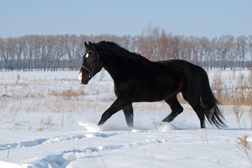 A beautiful dark bay stallion trots on snow field