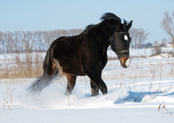 A beautiful dark bay stallion trots on snow field