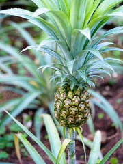 パイナップル