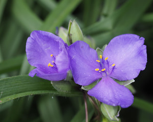 Tradescantia virginiana