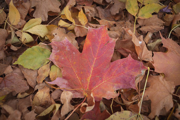 Red autumn leaf, on top of a large pile of leaves.
