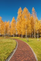 Fototapeta premium Вид на осеннюю березовую рощу