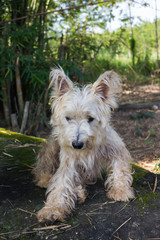 Lovely and happy dirty miniature schnauzer dog in the garden