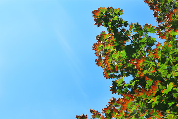 Maple leaves on blue sky background