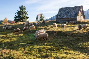 Papier Peint photo Lavable Moutons Flock of sheep grazing