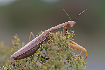 Wie man sich bettet so liegt man
